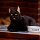 Image for article titled Poll: Who Is Your Favorite Famous Feline?